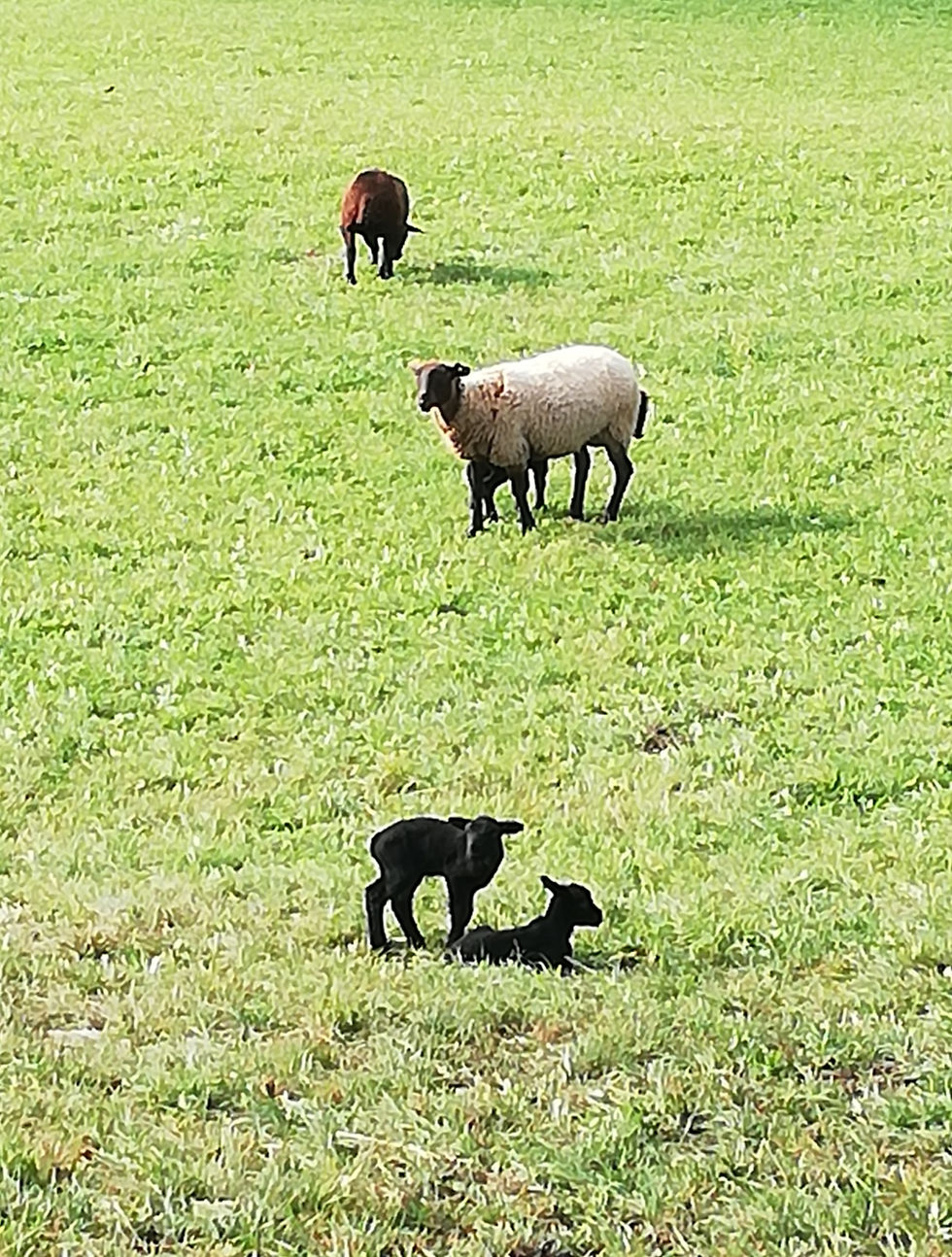 Frisch geboren
