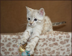 Cheetahsden Savannah