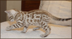 Cheetahsden Layla