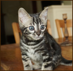 Cheetahsden Bengal Milo