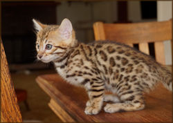 Cheetahsden Bengal Prudence