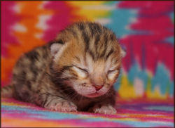 Cheetahsden Soft-Paws