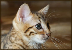 Cheetahsden Teriyaki