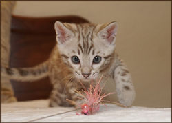 Cheetahsden Layla
