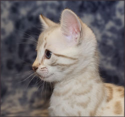 Cheetahsden Savannah