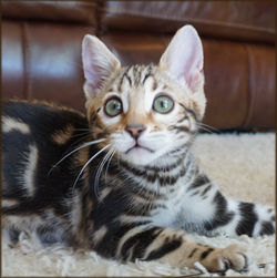 Bengal Cheetahsden Bengal Luci