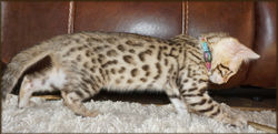 Bengal Cheetahsden Kiera