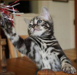 Cheetahsden Bengal Milo
