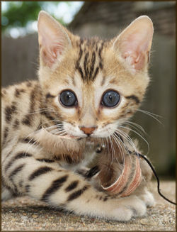 Cheetahsden Bruiser