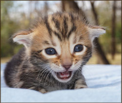 Bengal Cheetahsden Bengal Luna