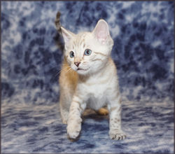 Cheetahsden Marshmallow