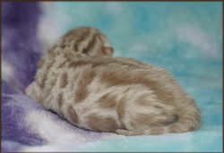 Cheetahsden Layla
