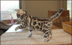 Cheetahsden Luke