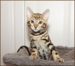 Cheetahsden Tucker