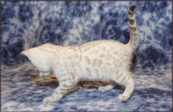 Cheetahsden Marshmallow