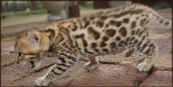 Cheetahsden Soft-Paws