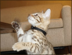 Bengal Cheetahsden Bengal Tao