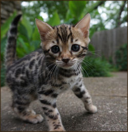Cheetahsden Painted Oasis