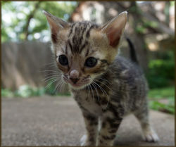 Cheetahsden Candy