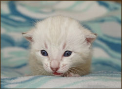 Cheetahsden Marshmallow