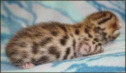 Bengal Cheetahsden Bengal Oscar