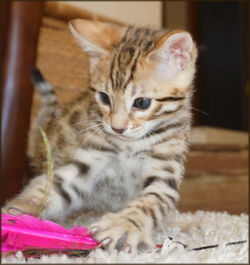 Bengal Cheetahsden Bengal Oscar