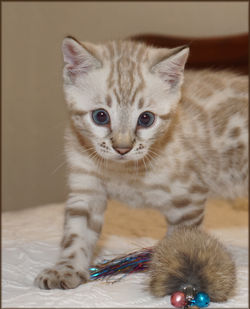 Cheetahsden Kimber