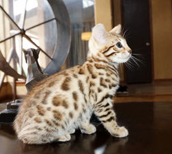 Bengal Cheetahsden Bengal Oscar