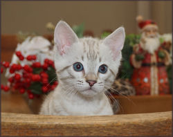 Cheetahsden Savannah