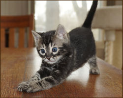 Cheetahsden Bengal Batman