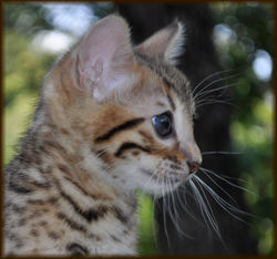 Cheetahsden Teriyaki