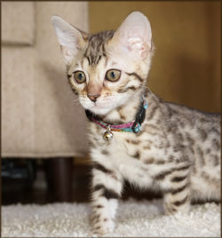 Bengal Cheetahsden Kiera