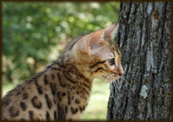 Cheetahsden Teriyaki