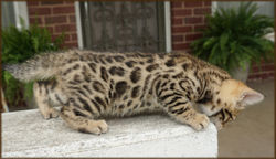 Cheetahsden Bengal Enzo