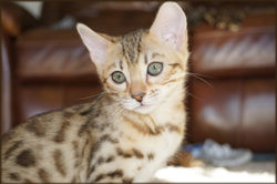 Bengal Kitten Cheetahsden Shayla