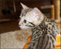 Bengal Cheetahsden Kiera