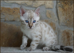 Cheetahsden Snowflake