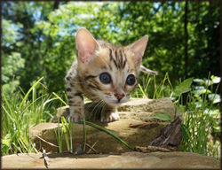 Cheetahsden Bruiser