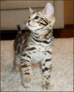 Bengal Cheetahsden Bengal Willow