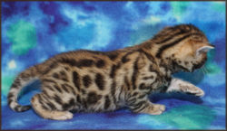 Cheetahsden Luke