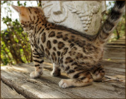Cheetahsden Bengal Prudence