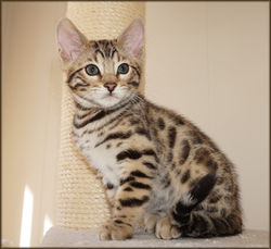 Bengal Cheetahsden Bengal Charlie