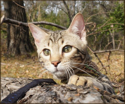 Bengal Bahiya Bengal Finn