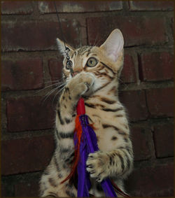 Cheetahsden Chester Cheeto