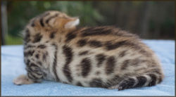 Bengal Cheetahsden Bengal Theo