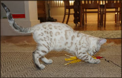 Cheetahsden Savannah