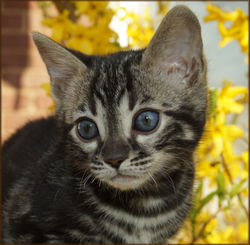 Cheetahsden Bengal Milo