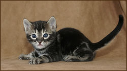 Cheetahsden Bengal Batman