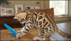 Cheetahsden Luke