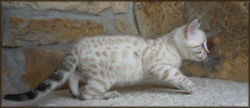 Cheetahsden Snowflake